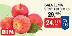 GALA ELMA KG